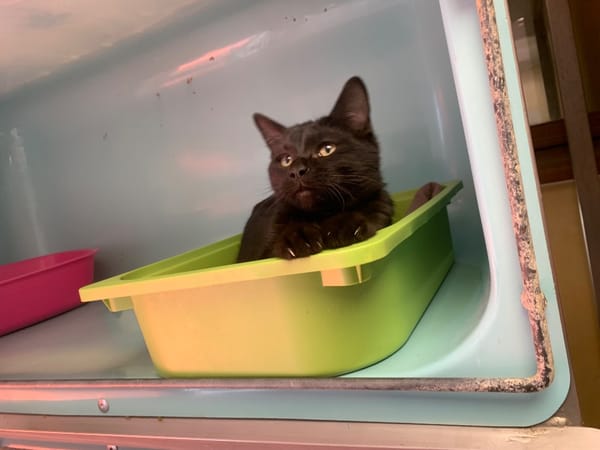 Jumpy [Chaton]