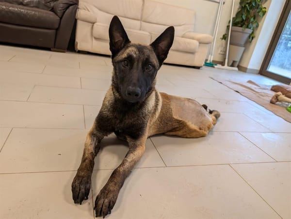 Kovu (en cour d'adoption)