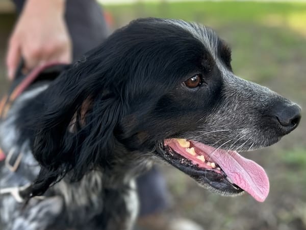 OSCAR (réservé)