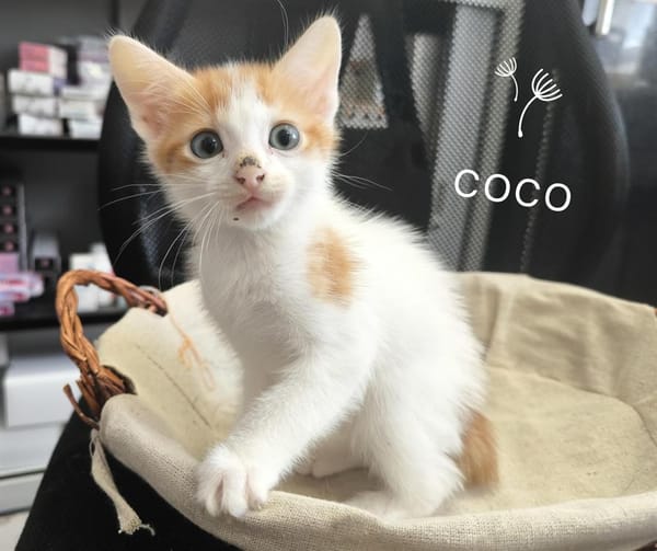COCO