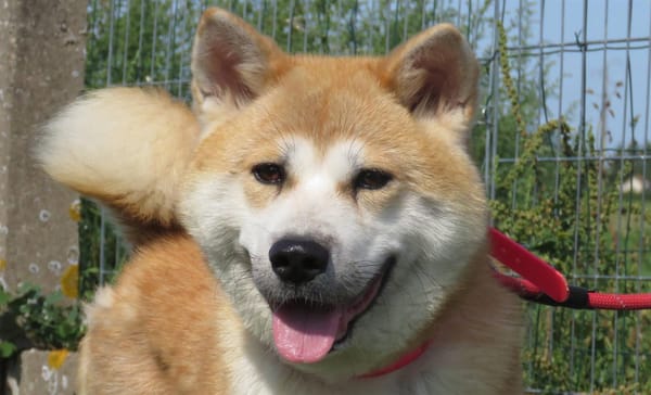MAYA