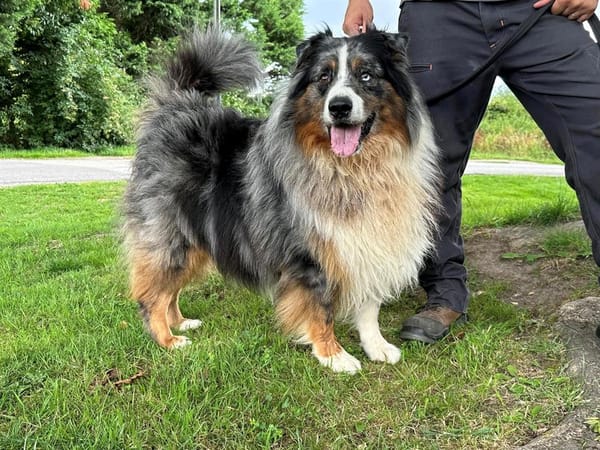 LAIKO