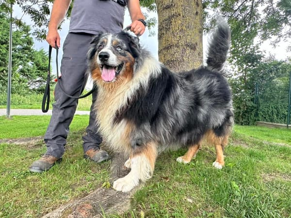 LAIKO