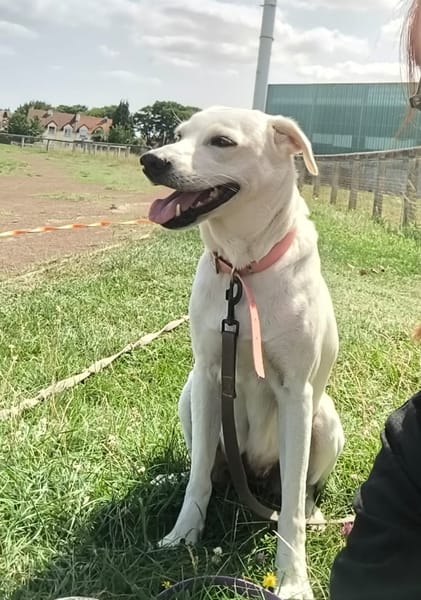 LILOU