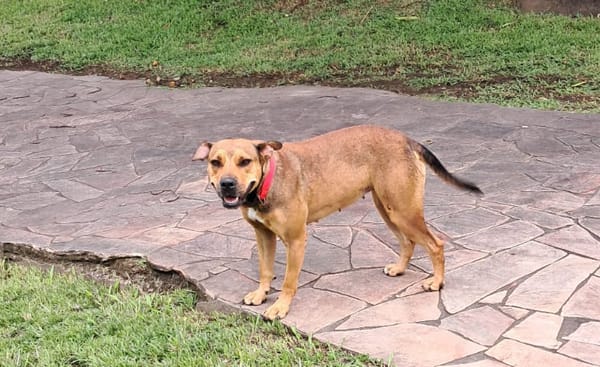 LULA
