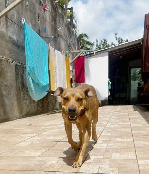 LULA