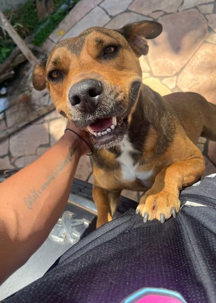 LULA
