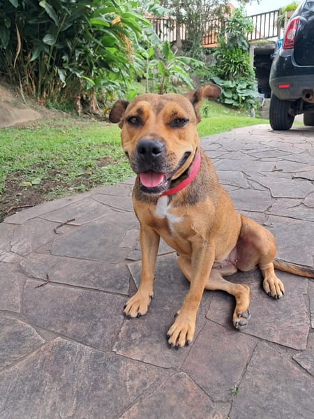 LULA