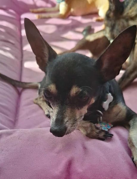 ZIGGY le petit pinscher