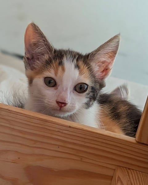 CALI