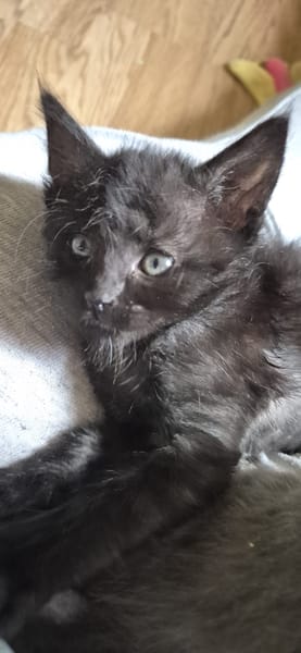PEPPER (EX MERLOT)