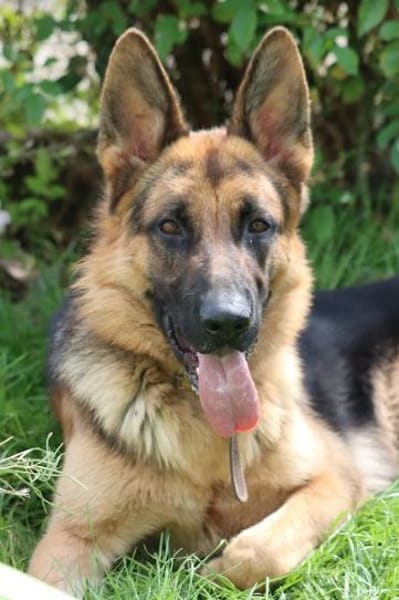 Sancho