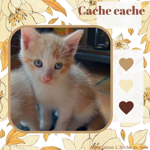 Cache-Cache