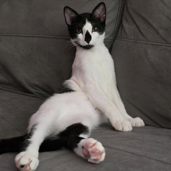 LEO