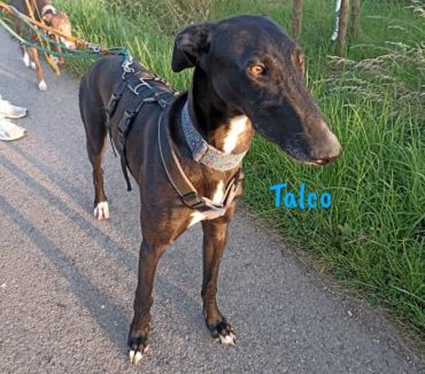 Talco liebenswerter junger Galgo 6/24 DE