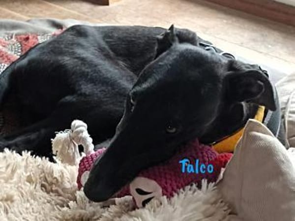 Talco liebenswerter junger Galgo 6/24 DE