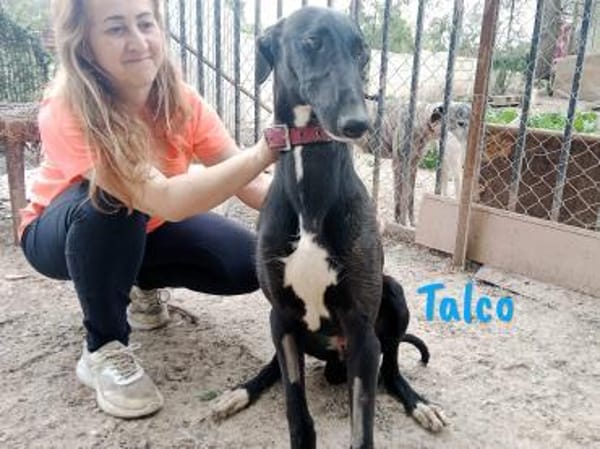 Talco liebenswerter junger Galgo 6/24 DE