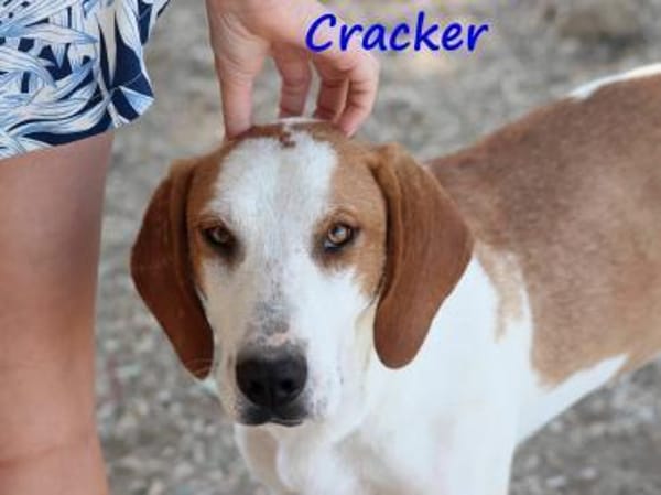 Cracker treuer Begleiter 10/21 DE PS