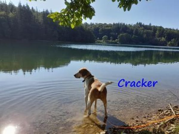 Cracker treuer Begleiter 10/21 DE PS