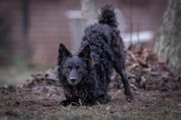 Girica kroatischer Schäferhund Hündin