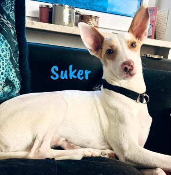 Suker freundlich und verschmust 03/21 DE