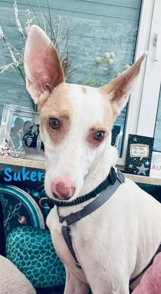 Suker freundlich und verschmust 03/21 DE