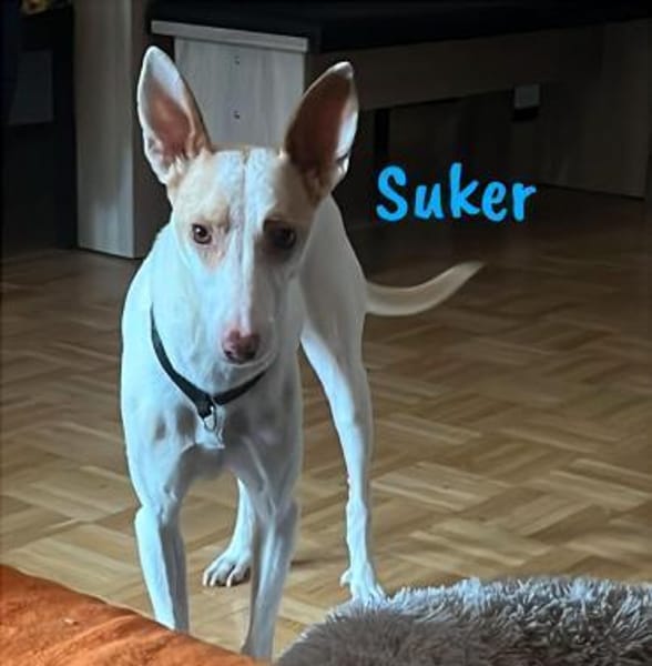 Suker freundlich und verschmust 03/21 DE
