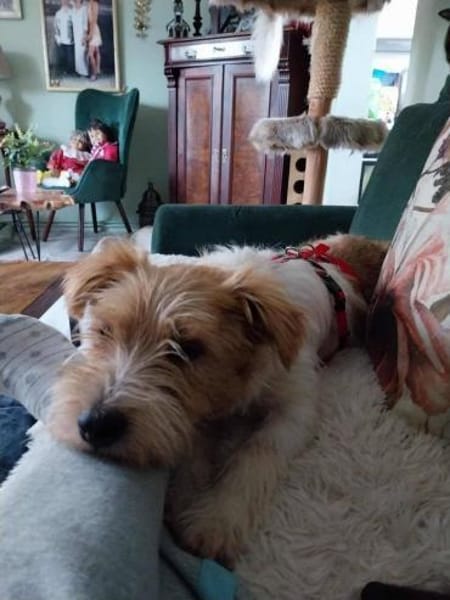 Lustiger BENJI sucht Für-Immer-Zuhause