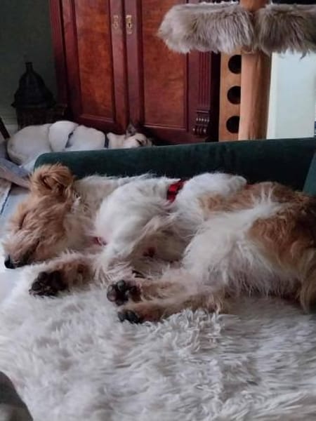 Lustiger BENJI sucht Für-Immer-Zuhause