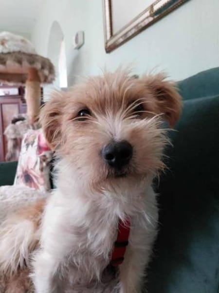 Lustiger BENJI sucht Für-Immer-Zuhause