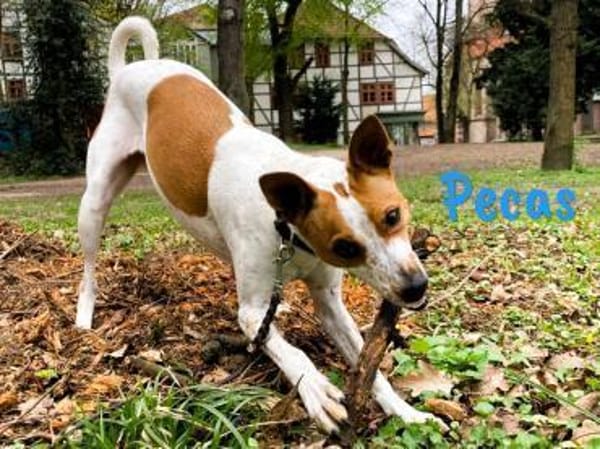 Pecas abenteuerlustiger Begleiter 5/22DE