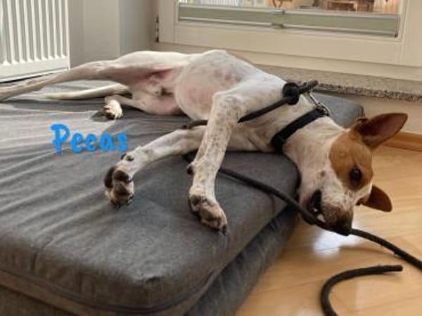 Pecas abenteuerlustiger Begleiter 5/22DE