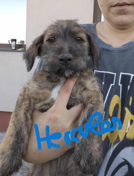 5 Hundekinder  ca 30-40 cm