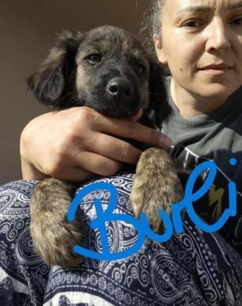 5 Hundekinder  ca 30-40 cm