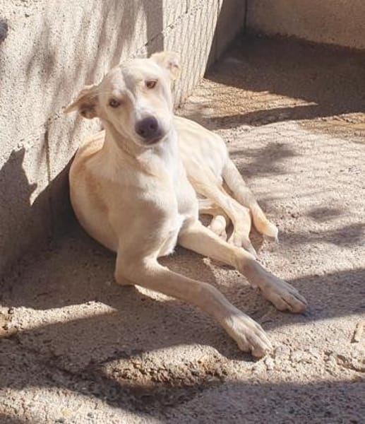 Charly4 sucht ein Zuhause