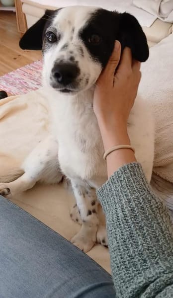Süße Josie 1,5 Jahre 35 cm 9 kg sucht