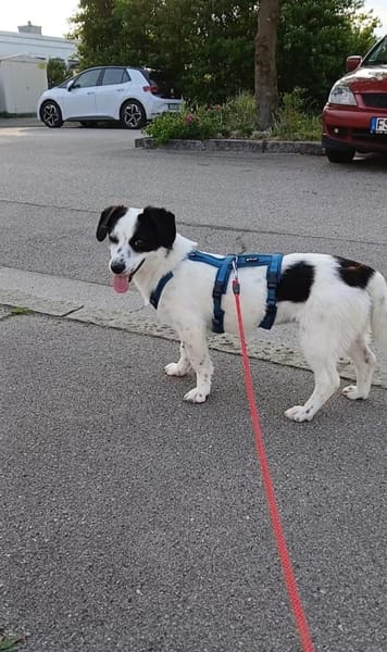 Süße Josie 1,5 Jahre 35 cm 9 kg sucht