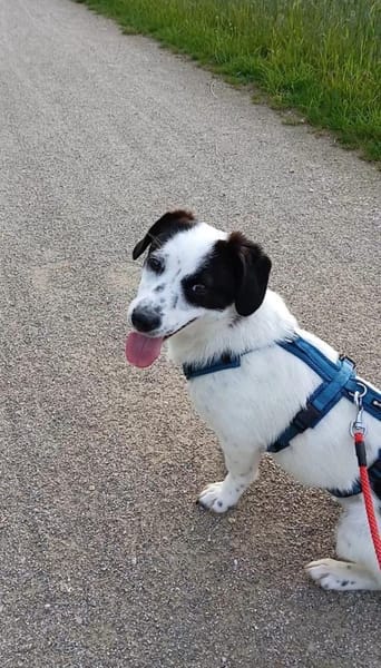 Süße Josie 1,5 Jahre 35 cm 9 kg sucht