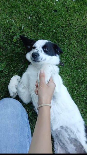 Süße Josie 1,5 Jahre 35 cm 9 kg sucht