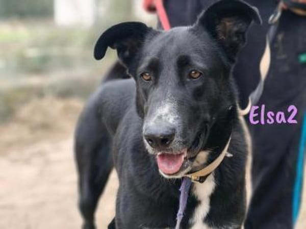 Elsa2 Traumhündin in Köln! geb. 11/21
