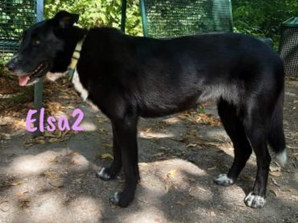 Elsa2 Traumhündin in Köln! geb. 11/21