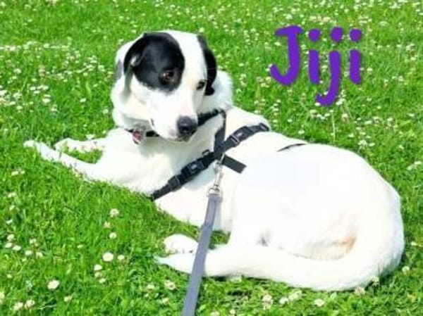 Jiji sanft, ruhig und liebevoll 7/23 DE