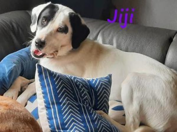 Jiji sanft, ruhig und liebevoll 7/23 DE