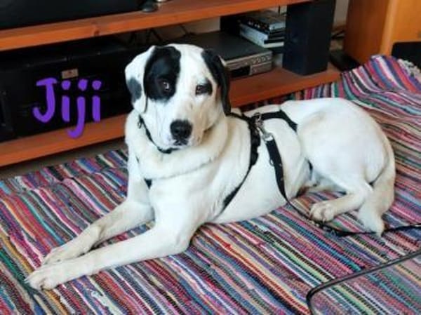 Jiji sanft, ruhig und liebevoll 7/23 DE