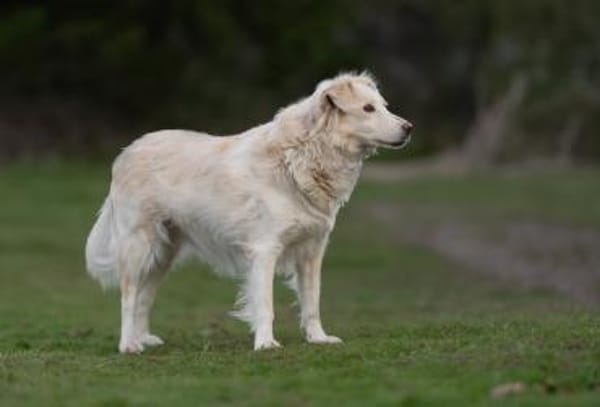 Luna 50 cm ca 9 -10 Jahre