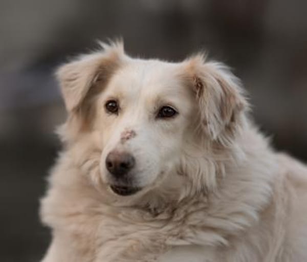 Luna 50 cm ca 9 -10 Jahre