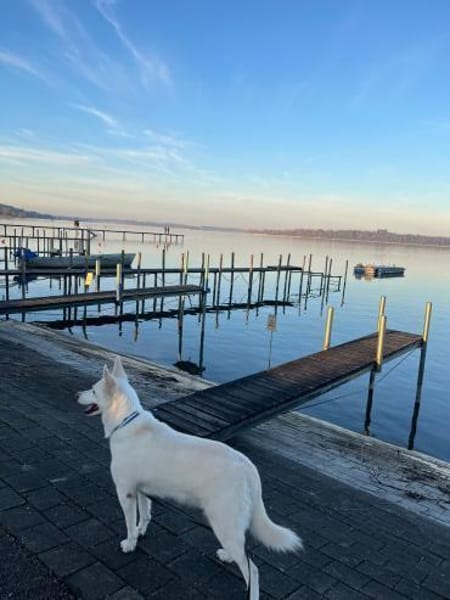 Wunderschöner FLOCKI sucht Zuhause