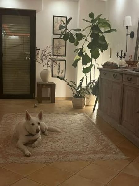 Wunderschöner FLOCKI sucht Zuhause