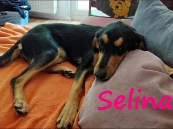 Selina2 aufgeschlossene Hündin 9/24 DE