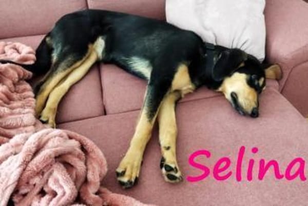 Selina2 aufgeschlossene Hündin 9/24 DE